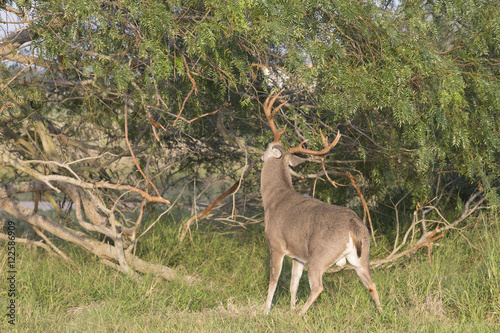 White-tailed Deer Buck in Southern Texas © Dennis Donohue