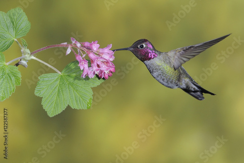 Male Anna's Hummingbird (Calypte anna) feeding on the nectar of a flower. photo