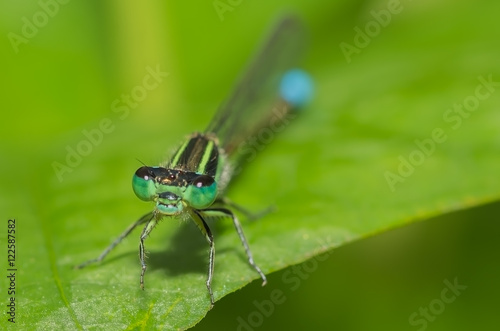 Closeup of Marsh Bluetail damsefly