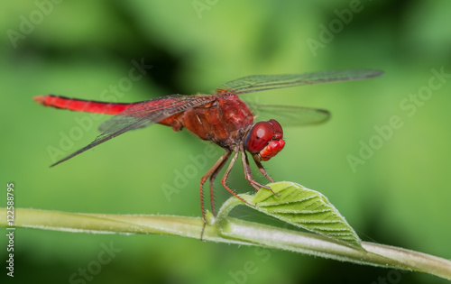 Crimson Marsh Glider Dragonfly (Male)