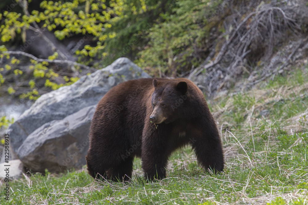 Black bear, Ursus Americanus, with a brownish fur colour, in Manning provincial park, British Columbia, Canada. Black bear, Ursus Americanus, with a brownish fur colour, in Manning provincial park, British Columbia, Canada.