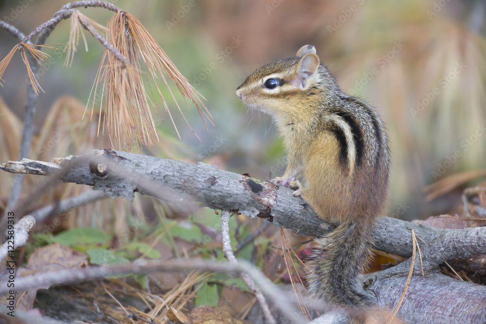 Chipmunk, Algonquin Park, Ontario Chipmunk, Algonquin Park, Ontario