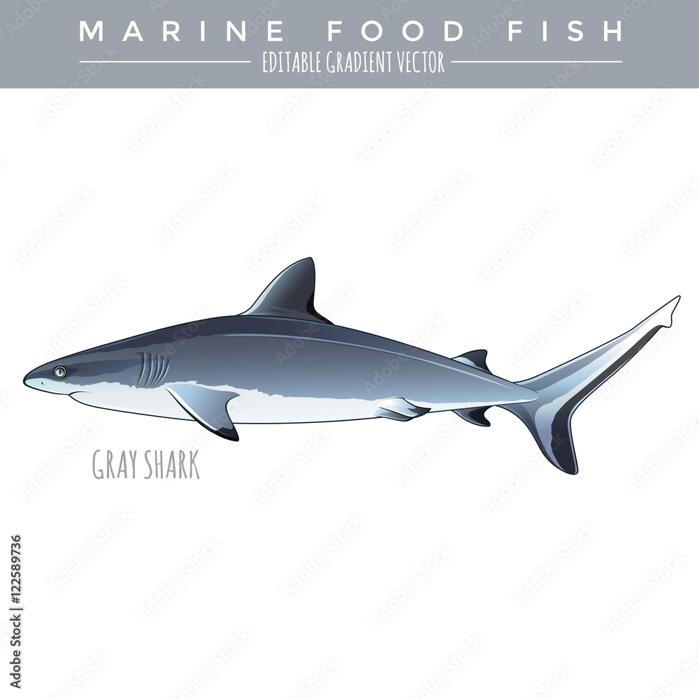 Fototapeta premium Gray Shark. Marine Food Fish
