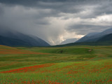Poppies field in the mountains