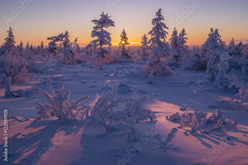 Winter night snowscape with violet forest and sunset. © Olonkho