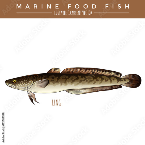 Ling. Marine Food Fish