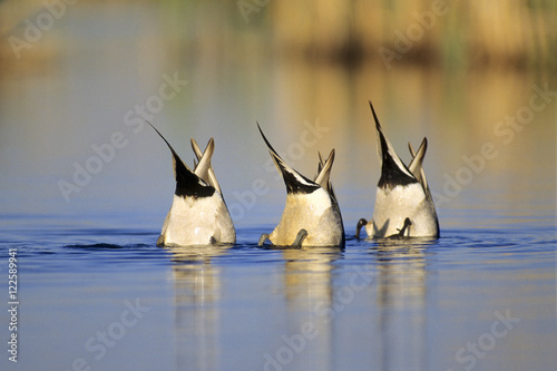 Adult male northern pintail ducks (Anas acuta) foraging for seeds on the bottom of a prairie slough, southern Alberta, Canada.