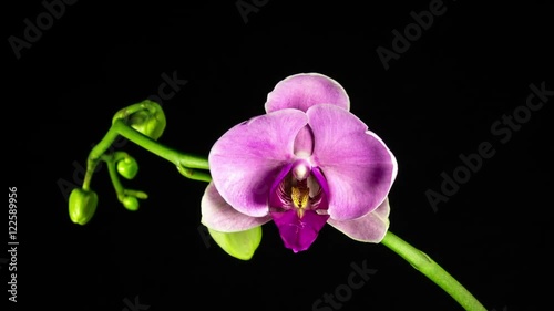 Time Lapse - Blooming Flower of Pink Phalaenopsis Orchid