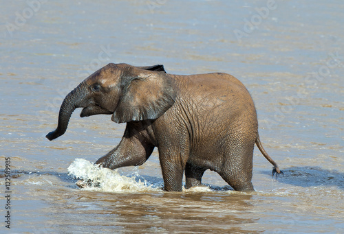 African savannah elephant calf (Loxodonta africana) crossing the Ewaso Ng'iro River, Samburu National Park, Kenya, East Africa