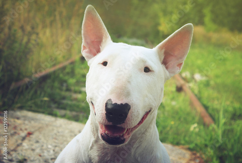 Foto English bull Terrier walks outdoors in the summer