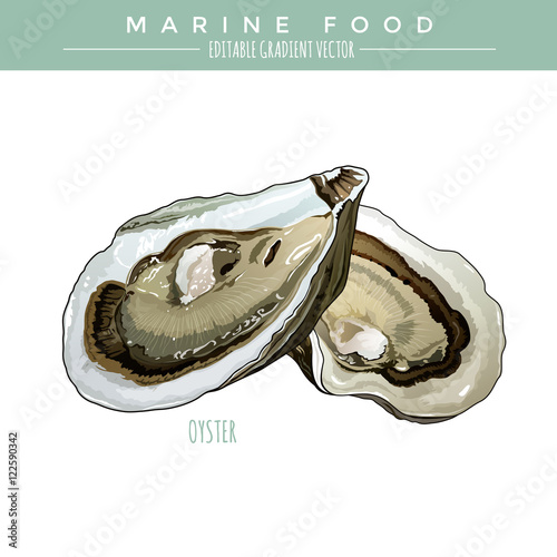 Oyster. Marine Food