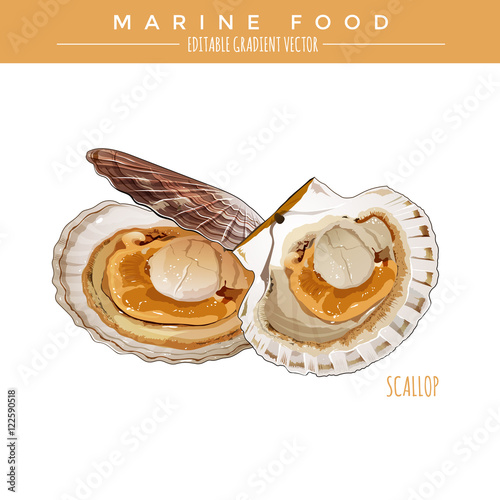 Scallop. Marine Food