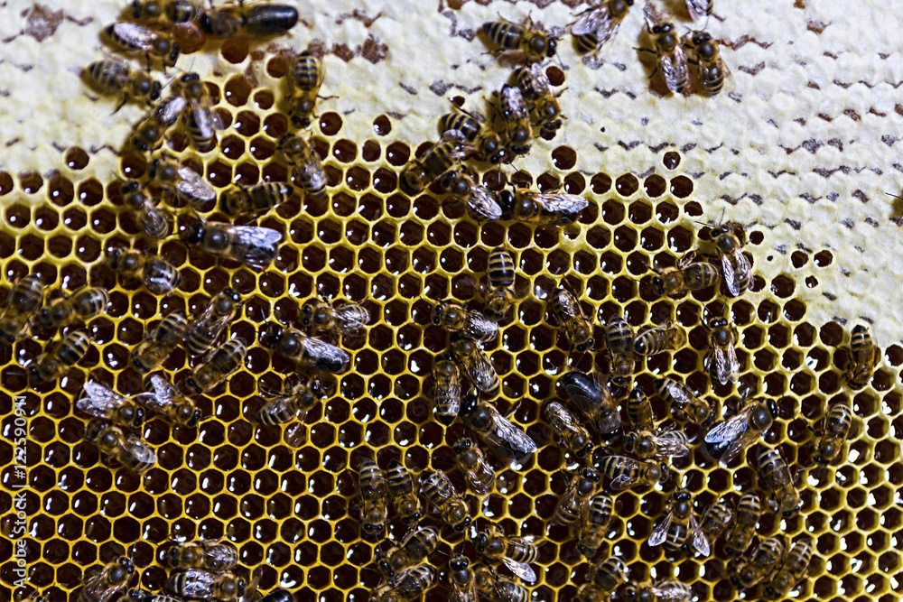 bees on honeycomb with honey bees on honeycomb with honey