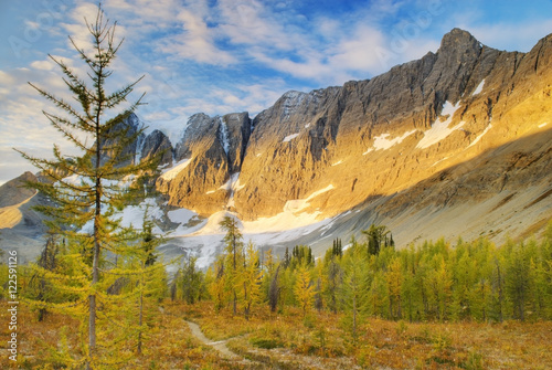 Alpine larch (Larix lyallii) on Tumbling Pass, the Rockwall Trail, Kootenay National Park, British Columbia, Canada photo