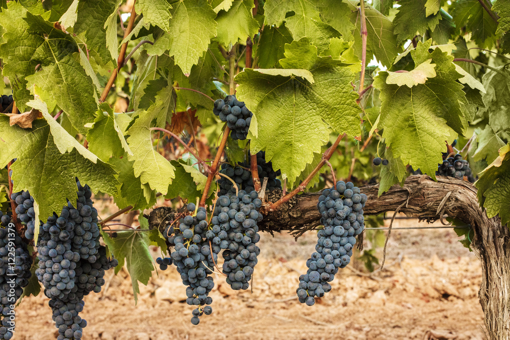 Wine grapes hanging from vine in vineyard