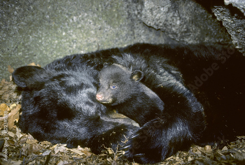 Hibernating mother black bear (Ursus americanus) with three-month old cub. 
