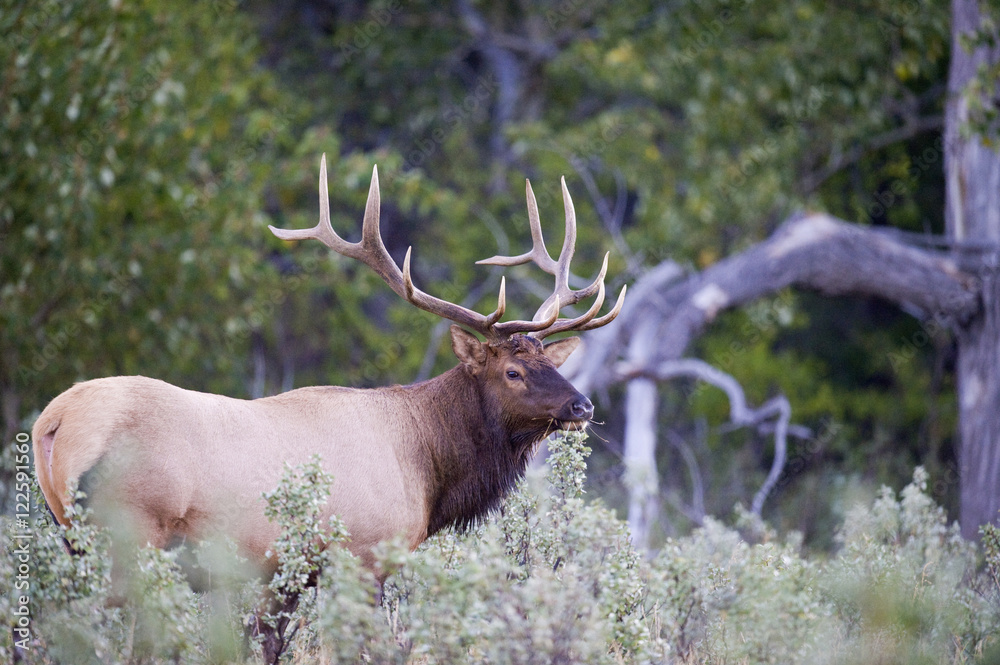 Elk (Cervus elaphus) Male. Southwest Alberta Canada. Elk (Cervus elaphus) Male. Southwest Alberta Canada.