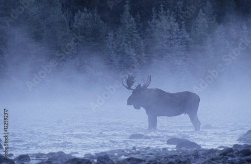 Moose (Alces alces) Male in Mist, Jasper National Park, Alberta, Canada photo