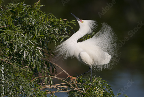 Snowy Egret perching on tree, Florida, USA
