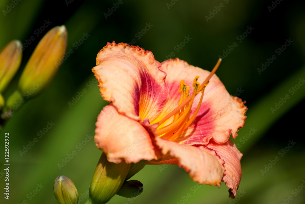 Beautiful orange varietal daylily on bed Beautiful orange varietal daylily on bed