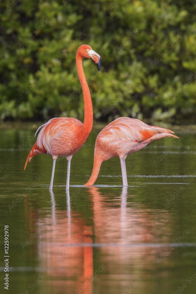 American flamingo (Phoenicopterus ruber) feeding in a lagoon in Cuba. American flamingo (Phoenicopterus ruber) feeding in a lagoon in Cuba.