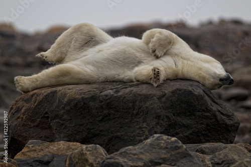 Polar bear laying on rock, Churchill, Manitoba, Canada