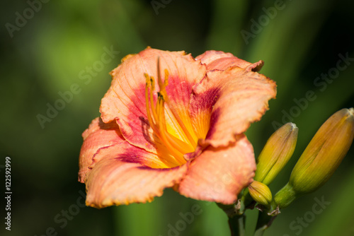 Beautiful orange varietal daylily on bed
