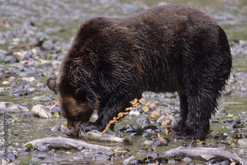 Grizzly Bear (Ursus arctos horribilis) Adult eating Chum Salmon (Oncorhynchus keta). Summer, Alaska, United States of America.