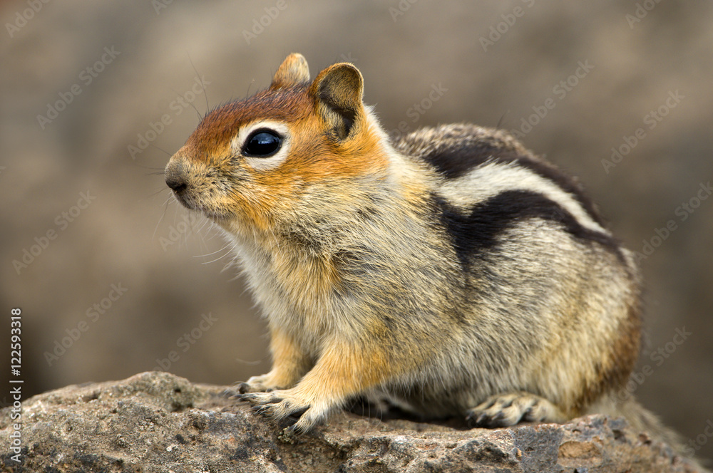 Golden-mantled ground squirrel (Spermophilus lateralis) at Deschutes National Forest, Oregon, USA Golden-mantled ground squirrel (Spermophilus lateralis) at Deschutes National Forest, Oregon, USA