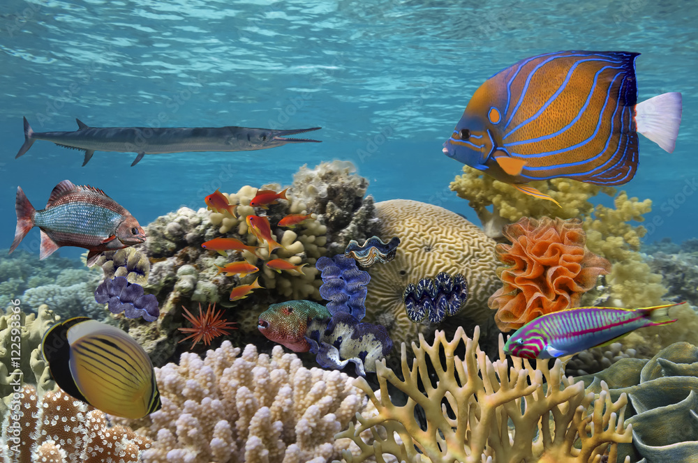 Naklejka premium Podwodna scena z rafą koralową i rybami sfotografowanymi w płytkim odcieniu