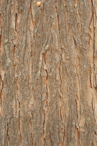 Bark Wood Texture for Background