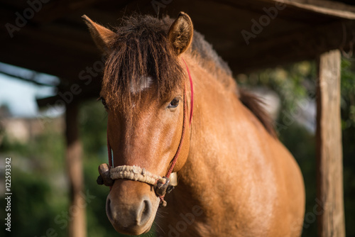 Head shot of a horse