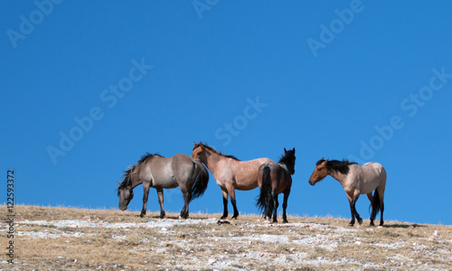 Fototapeta Naklejka Na Ścianę i Meble -  Wild Horse Herd on mountain ridge in western United States