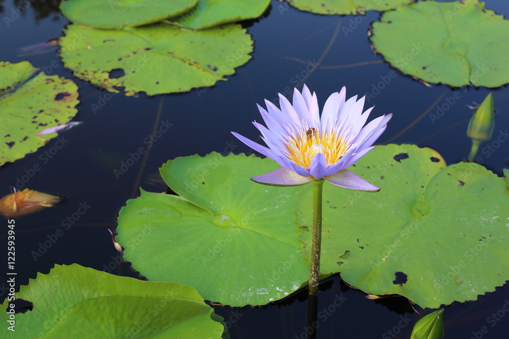 Purple Lotus in Wetland at Rayong Thailland Purple Lotus in Wetland at Rayong Thailland
