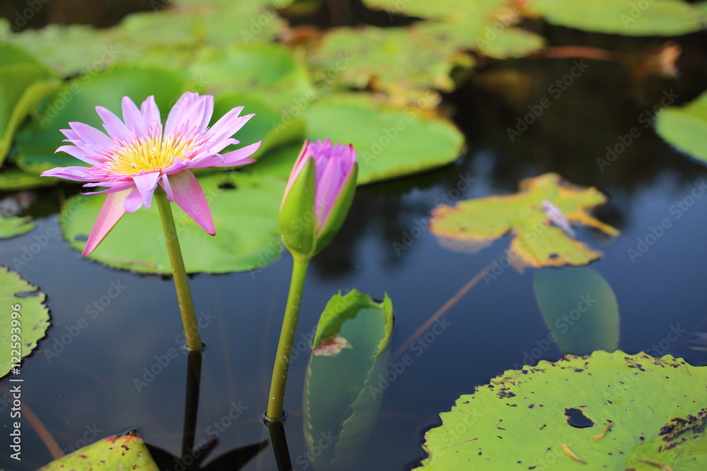 Purple Lotus in Wetland at Rayong Thailland Purple Lotus in Wetland at Rayong Thailland