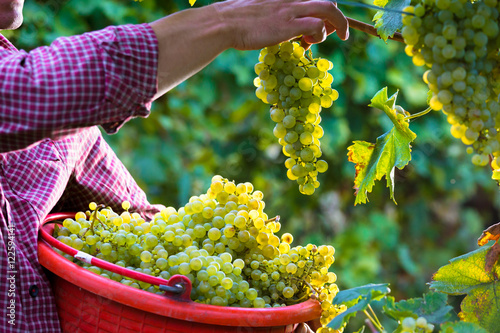 Worker Cutting White Grapes from Vines