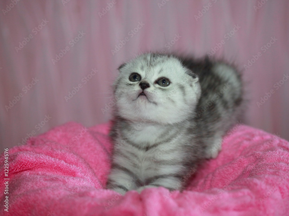 fluffy kitten on blanket