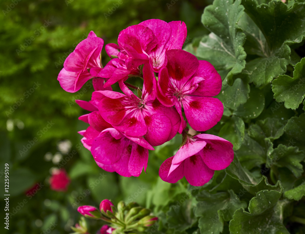 red crane's bill flower closeup in the garden red crane's bill flower closeup in the garden