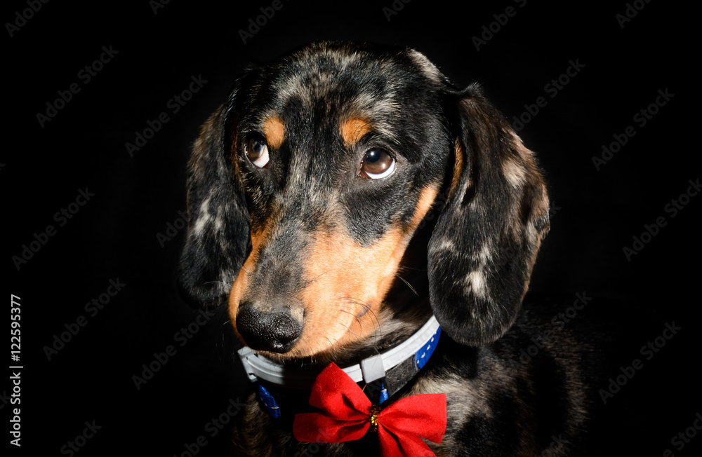 Sad dachshund on a black background with a red bow