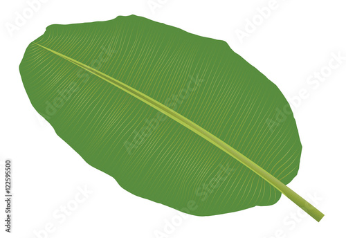 Banana leaf vector isolated on white background.