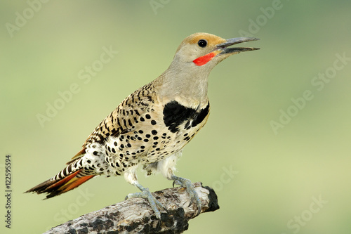 Male northern flicker - red-shatfted morph (Colaptes auratus) approaching its nest hole in a dead ponderosa pine, southern Okanagan Valley, British Columbia