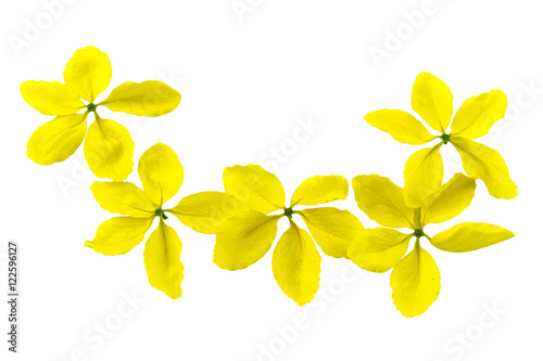 Fototapeta Naklejka Na Ścianę i Meble -  Flowers of Cassia fistula or Golden shower, national tree of Thailand isolated on white background.Saved with clipping path.