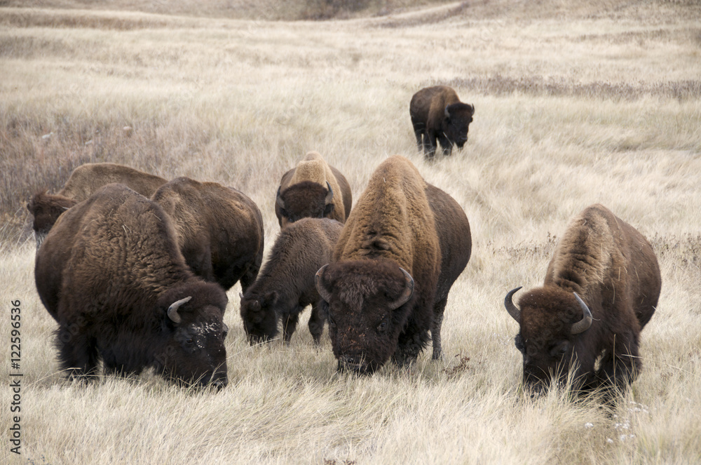 American Bison (Bison bison) in mixed grass prairie habitat, Wind Cave National Park, South Dakota, United States of America. American Bison (Bison bison) in mixed grass prairie habitat, Wind Cave National Park, South Dakota, United States of America.