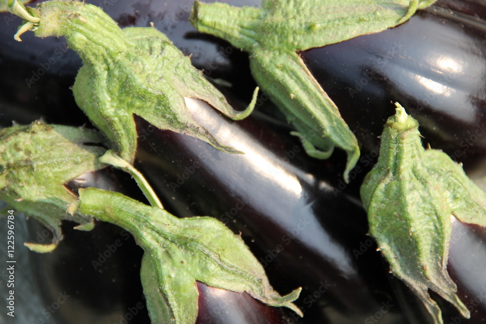 Obraz premium Осенний урожай: фиолетовые баклажаны на белой мешковине