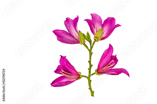 Closed up pink Bauhinia purpurea isolate flower or Butterfly Tree, Orchid Tree, isolated on white background.Saved with clipping path. photo