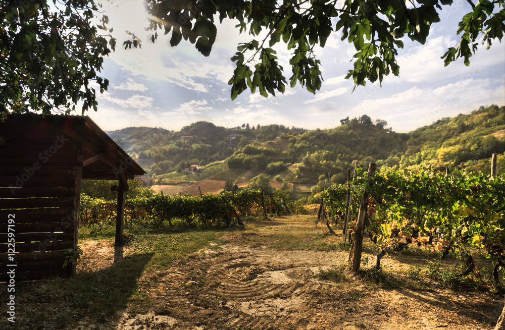 Festa della Vendemmia