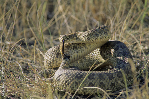 Prairie Rattlesnake (Crotalus viridis) Adult (Western & Plains Rattlesnake) is equipped with powerful venom to kill prey quickly. If threatened, will vibrate their tails, producing a unique rasping sound to warn intruders. Grasslands National Park, southwestern Sasketchewan, Canada.