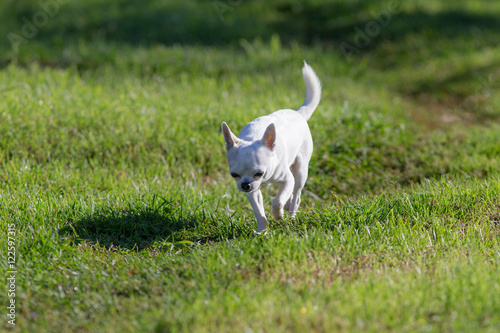 chihuahua running on green grass