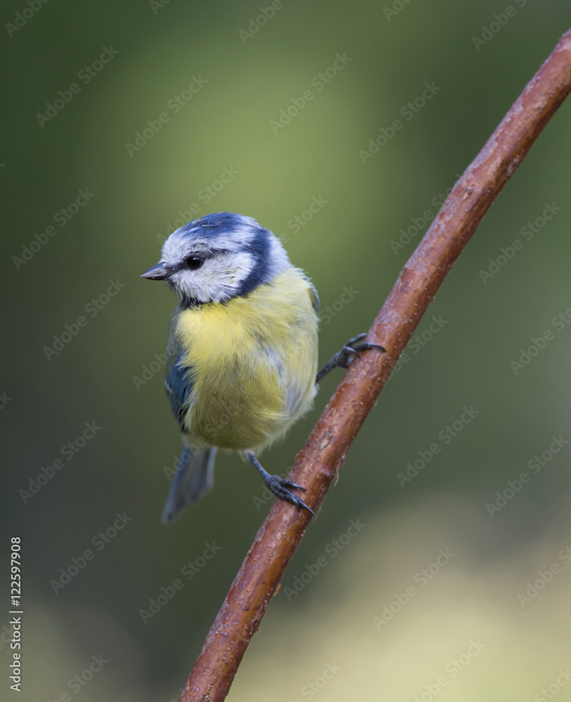 Obraz premium Blue tit on branch