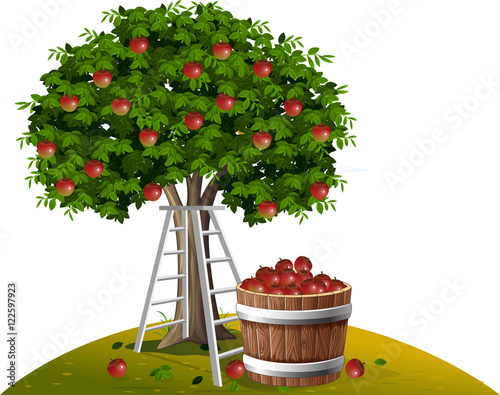 Apple tree and basket of apples